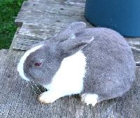 Dutch Bunnies - Photo 3