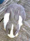 Dutch Bunnies - Photo 4