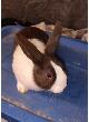 Dutch Bunnies - Photo 5