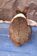 Dutch Bunnies - Photo 6