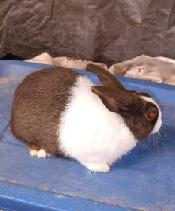 Dutch Bunnies - Photo 7