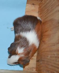 baby guinea pig