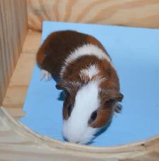 baby guinea pig - Photo 2
