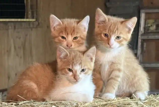 Kittens ready to go to there new forever home.
