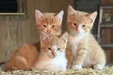 Kittens ready to go to there new forever home.