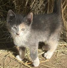 Kittens ready to go to there new forever home. - Photo 2