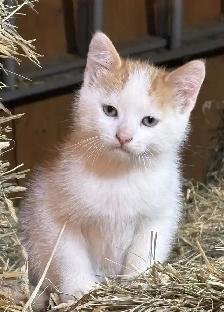 Kittens ready to go to there new forever home. - Photo 3