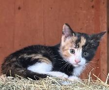 Kittens ready to go to there new forever home. - Photo 4