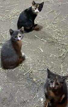 Kittens ready to go to there new forever home. - Photo 5