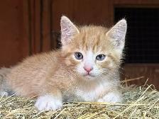 Kittens ready to go to there new forever home. - Photo 6