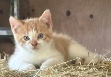 Kittens ready to go to there new forever home. - Photo 7