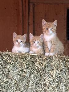 Kittens ready to go to there new forever home. - Photo 8