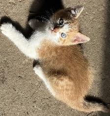 Kittens ready to go to there new forever home. - Photo 9