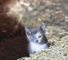 Kittens ready to go to there new forever home. - Photo 10