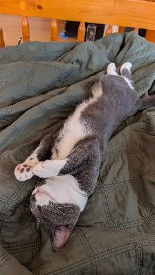 affectionate cat boy intact - Photo 2