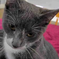 affectionate cat boy intact - Photo 3