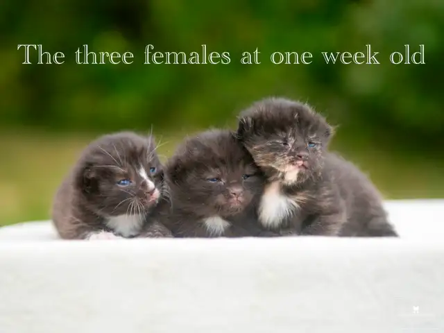Cute Kittens for Sale! 3 Reservations Available!