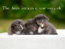 Cute Kittens for Sale! 3 Reservations Available!