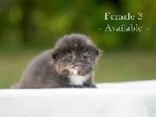 Cute Kittens for Sale! 3 Reservations Available! - Photo 7