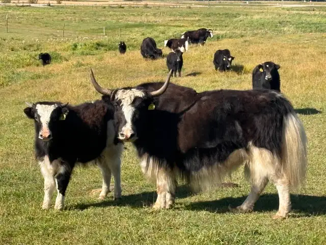 Yak Cows or Pairs