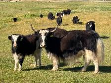 Yak Cows or Pairs