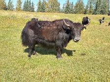 Yak Cows or Pairs - Photo 2