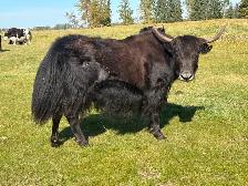 Yak Cows or Pairs - Photo 3
