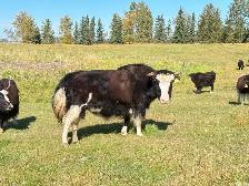 Yak Cows or Pairs - Photo 4