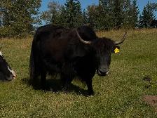 Yak Cows or Pairs - Photo 5