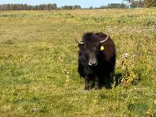 Yak Cows or Pairs - Photo 6
