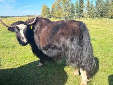 Yak Cows or Pairs - Photo 7