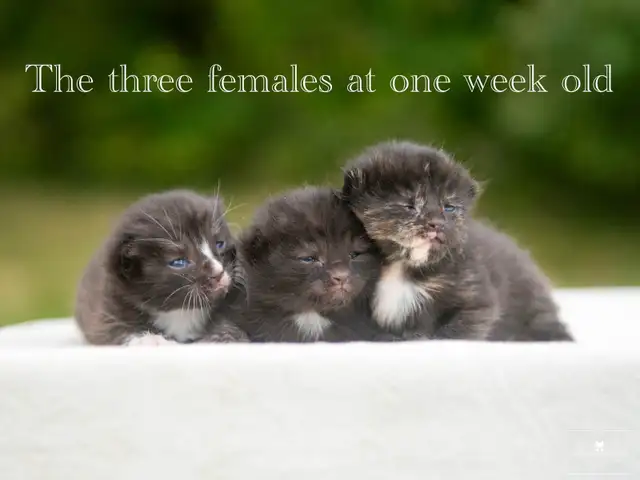 Beautiful Kittens for Sale! 3 Reservations Available!