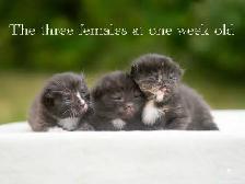 Beautiful Kittens for Sale! 3 Reservations Available!