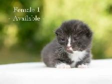 Beautiful Kittens for Sale! 3 Reservations Available! - Photo 3