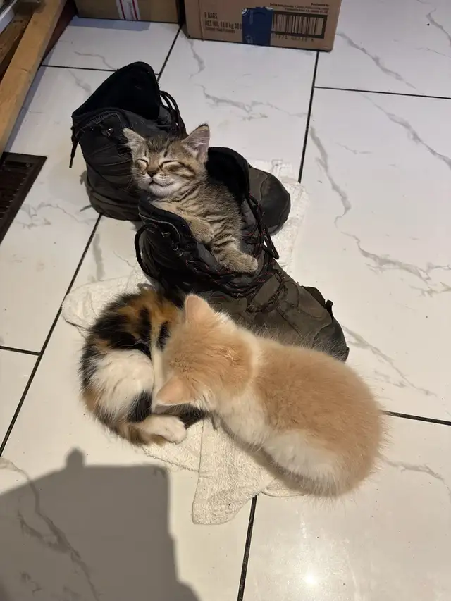 kittens for sale