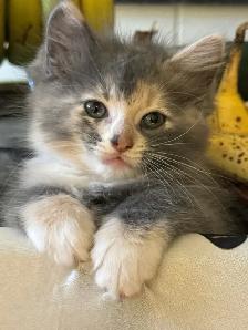 kittens for sale - Photo 2