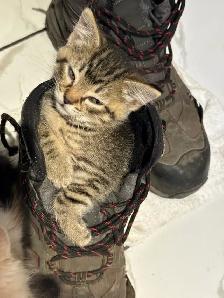 kittens for sale - Photo 3