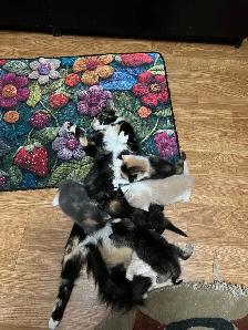 kittens for sale - Photo 4