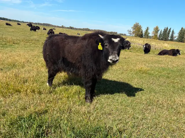 Yak Heifer Calves