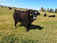 Yak Heifer Calves