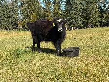 Yak Heifer Calves - Photo 2