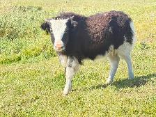Yak Heifer Calves - Photo 3