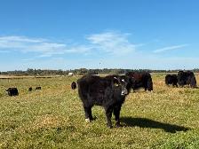 Yak Heifer Calves - Photo 4