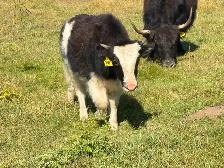 Yak Heifer Calves - Photo 5