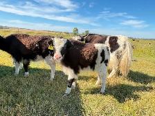 Yak Heifer Calves - Photo 6