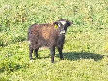 Yak Heifer Calves - Photo 7