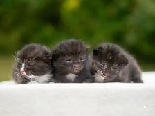 Beautiful Kittens for Sale - Photo 2
