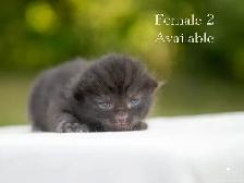 Beautiful Kittens for Sale - Photo 5