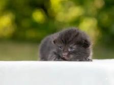 Beautiful Kittens for Sale - Photo 6