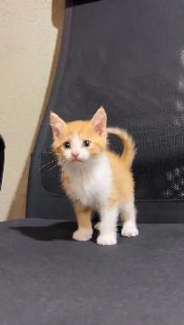 beautiful baby kittens for sslev - Photo 5